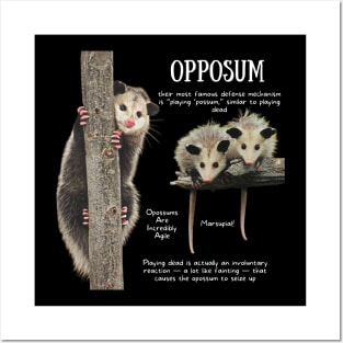 Animal Facts - Opposum Posters and Art